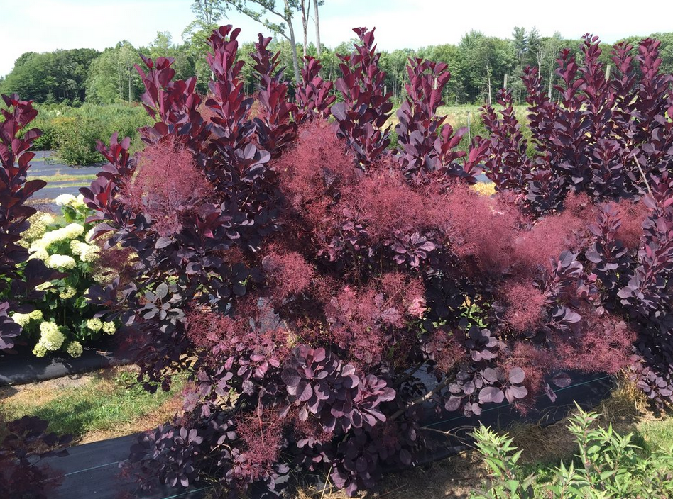 Cotinus Royal Purple Smokebush shrub flowering bush for sale in Lebanon