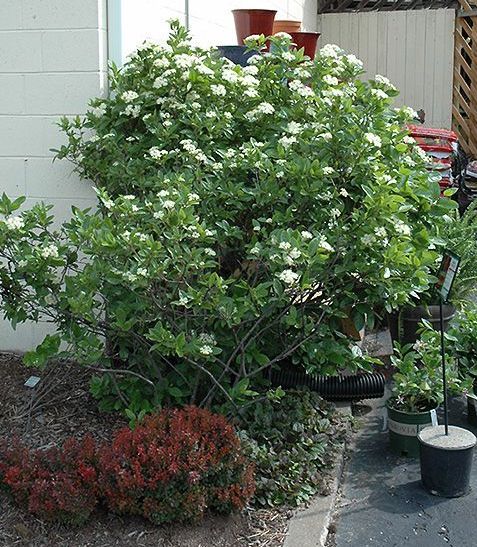 winterthur viburnum shrub flowering bush for sale in Lebanon