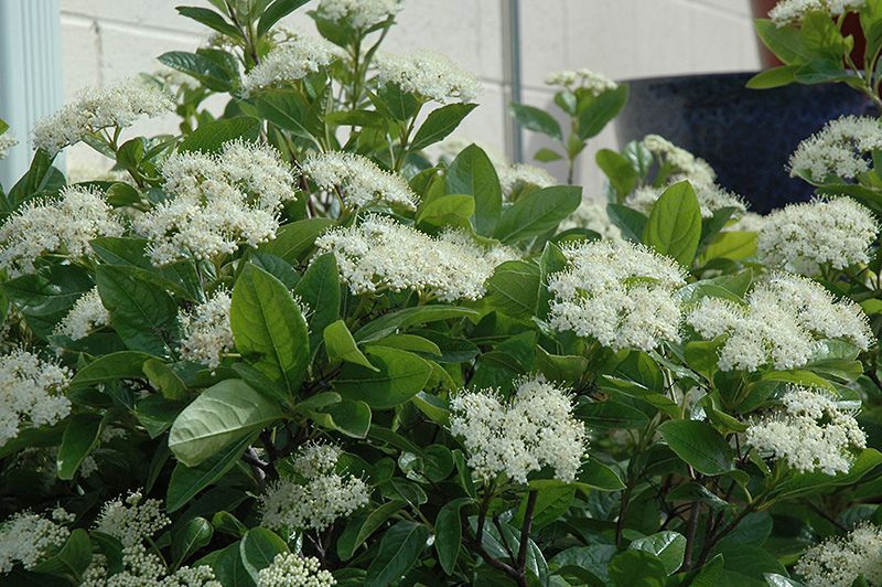 winterthur viburnum shrub flowering bush for sale in Lebanon