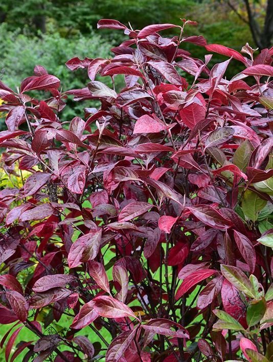 winterthur viburnum shrub flowering bush for sale in Lebanon