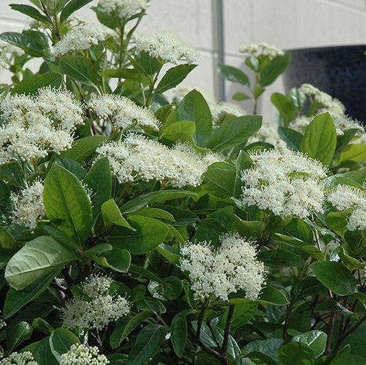 winterthur vibernum bush flowering shrub for sale in lebanon