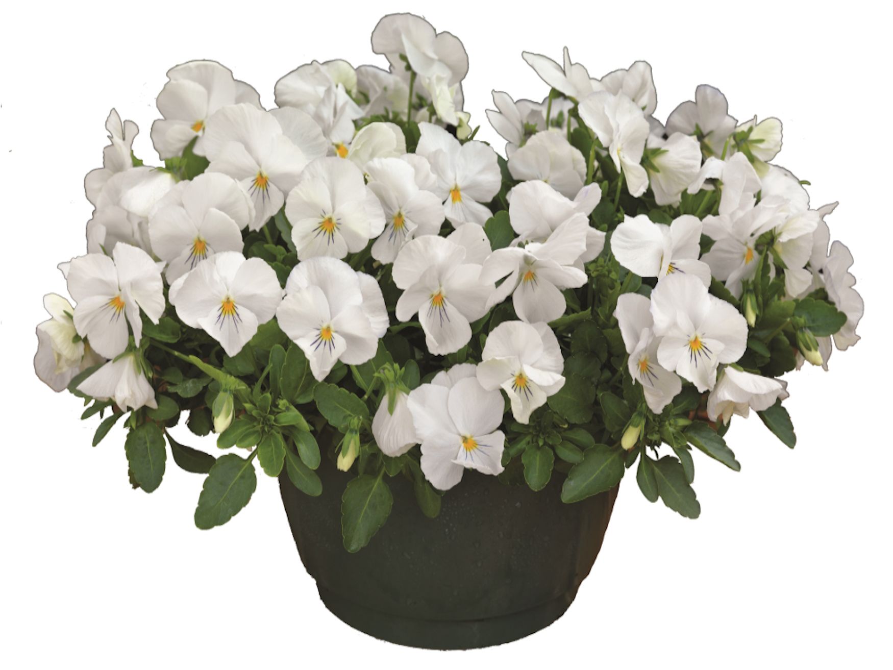Pansy Freefall XL White Flower for sale in Lebanon PA