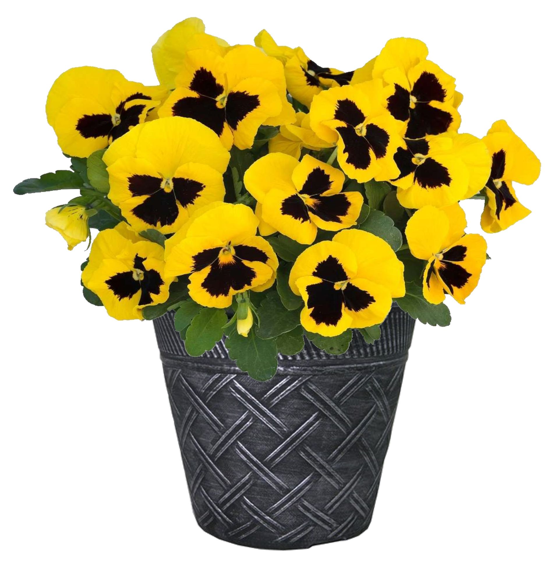 Pansy Freefall XL Yellow Blotch  Flower for sale in Lebanon PA