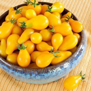 Yellow Pear Tomato Plants for sale in Lebanon PA