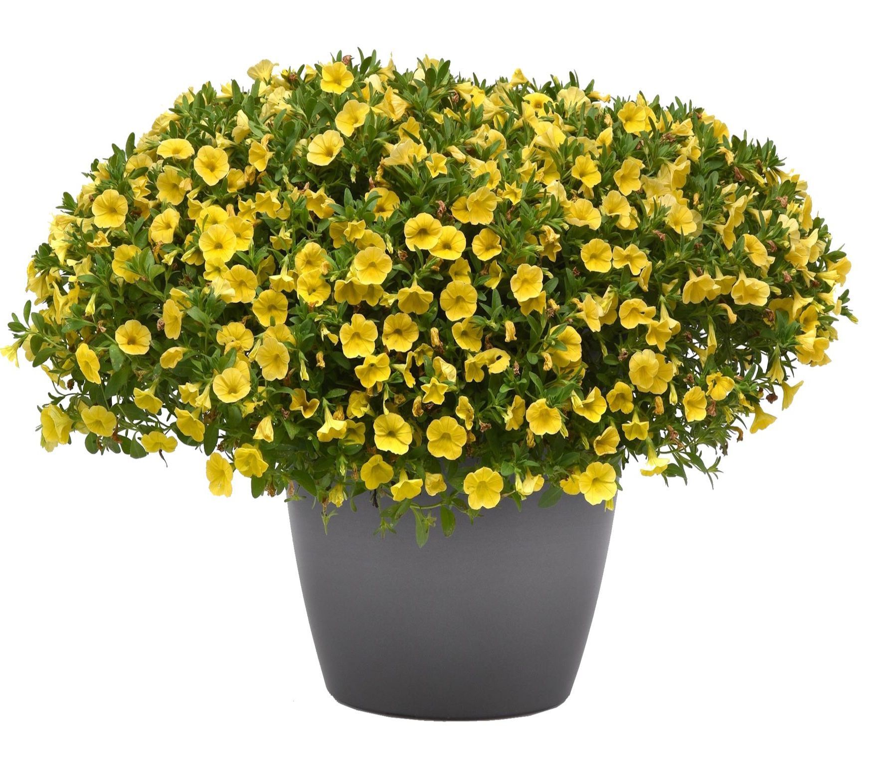 Calibrachoa Yellow flower for sale in Lebanon PA