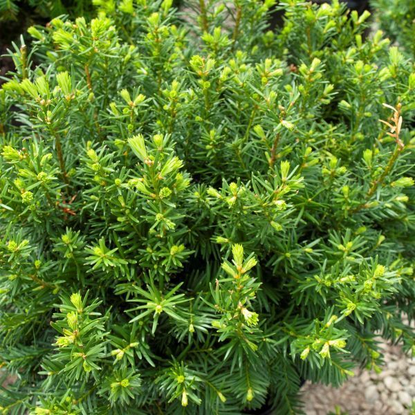 English Yew Densiformis yew bush spreading shrub for sale in Lebanon