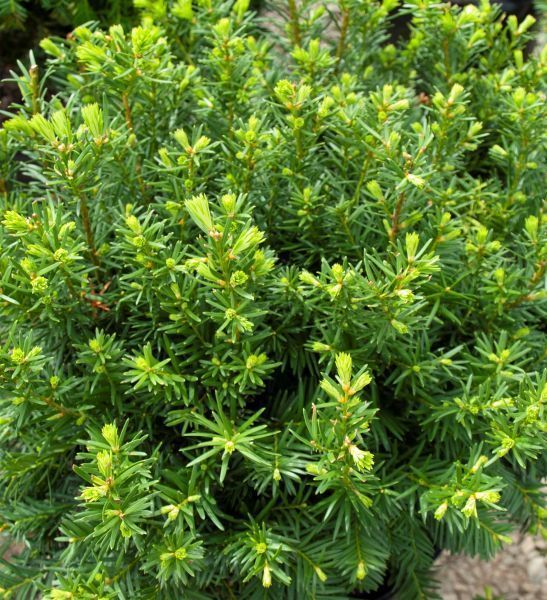 Densiformis yew bush spreading shrub for sale lebanon pa