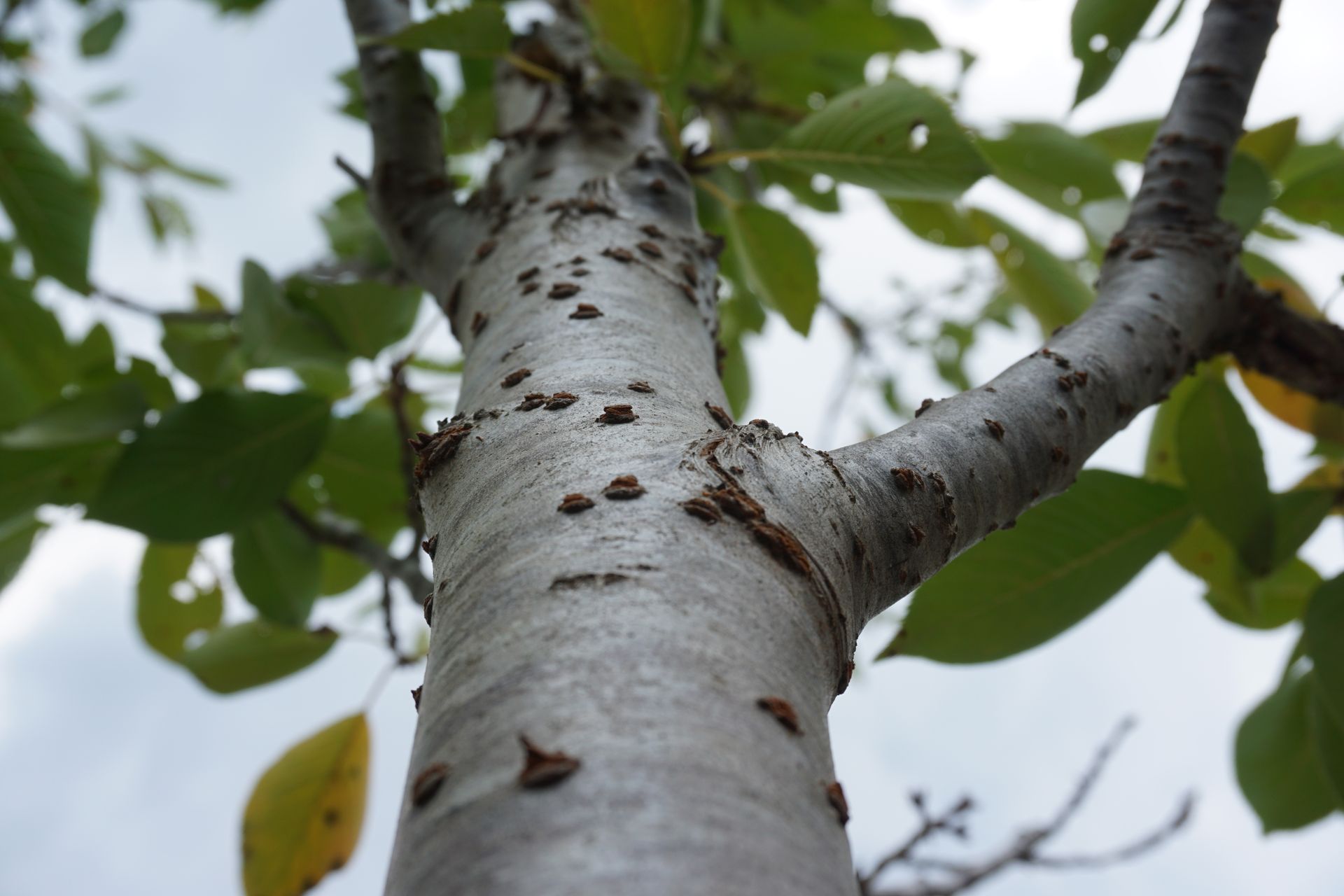 Prunus x yedoensis Yoshino Flowering Cherry for sale in Lebanon