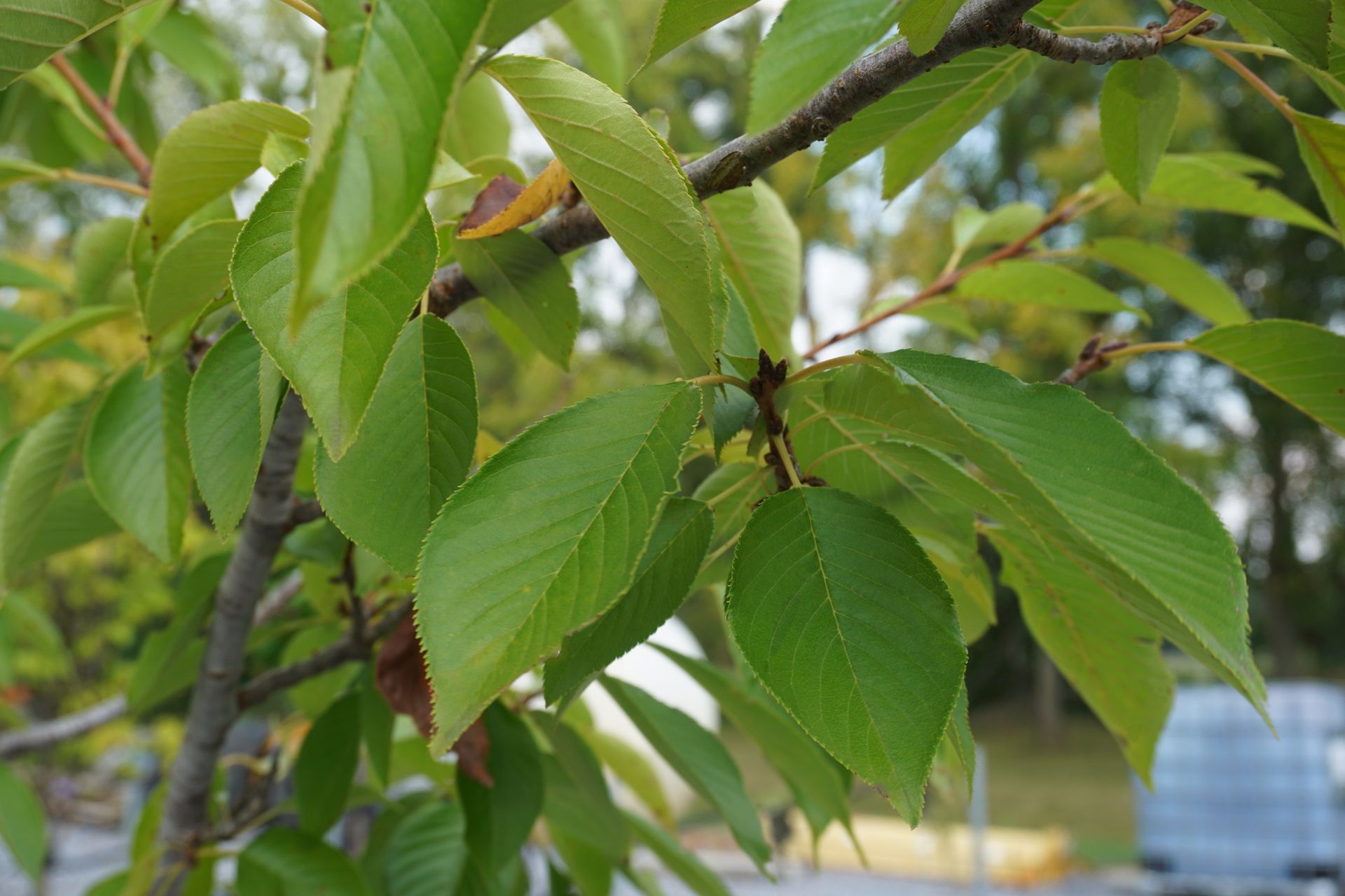 Prunus x yedoensis Yoshino Flowering Cherry for sale in Lebanon