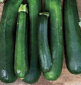 Spineless Zucchini plants for sale in Lebanon PA