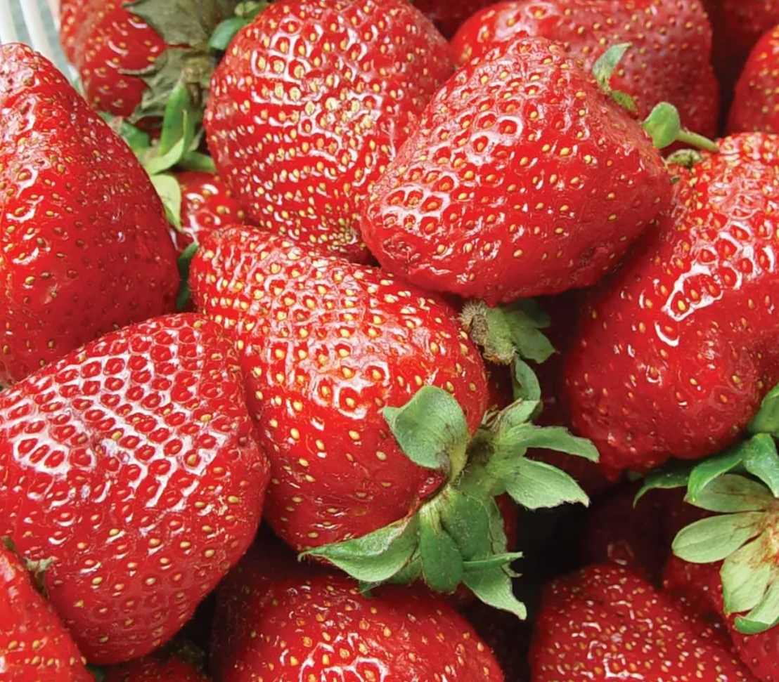 Albion Everbearing Strawberry Plants for sale in Lebanon