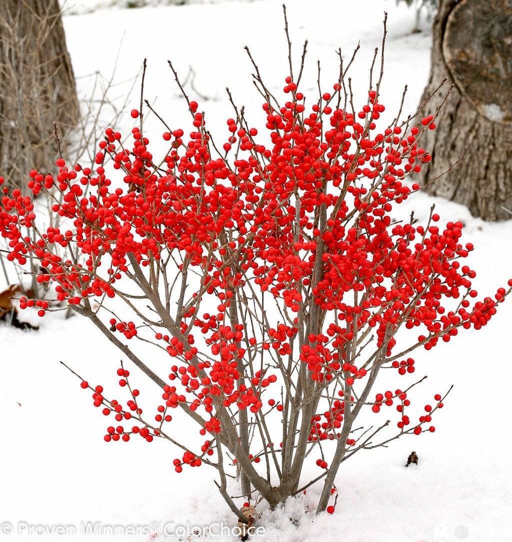 winterberry berry poppins Holly bush shrub Ilex 