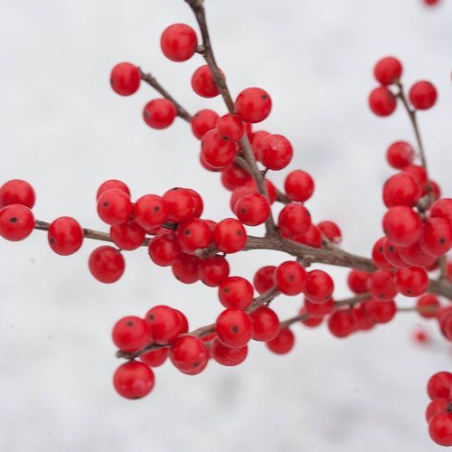 Ilex winterberry  Holly berry poppins shrub bush for sale in Lebanon