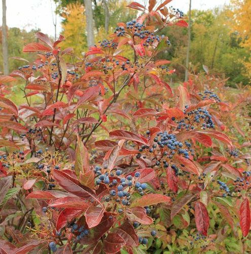 brandywine viburnum shrub flowering bush for sale in lebanon