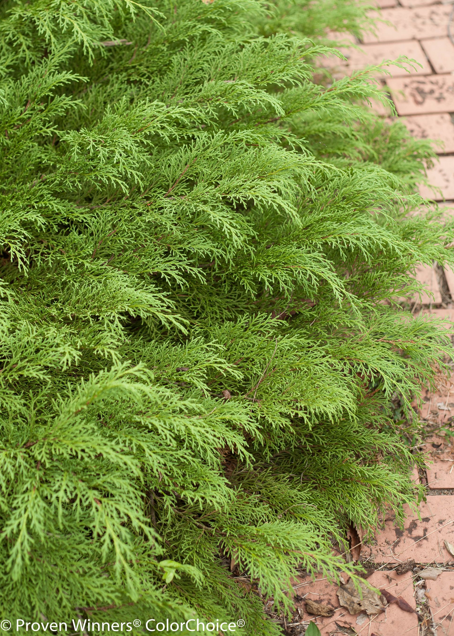 Microbiota decussata Celtic Pride Siberian Cypress shrub evergreen bush for sale in Lebanon 