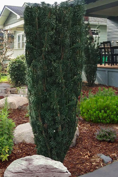 japanese plum yew upright shrub evergreen bush for sale in Lebanon