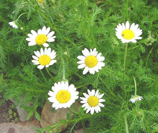 Chamomile herb Plants for sale in Lebanon PA