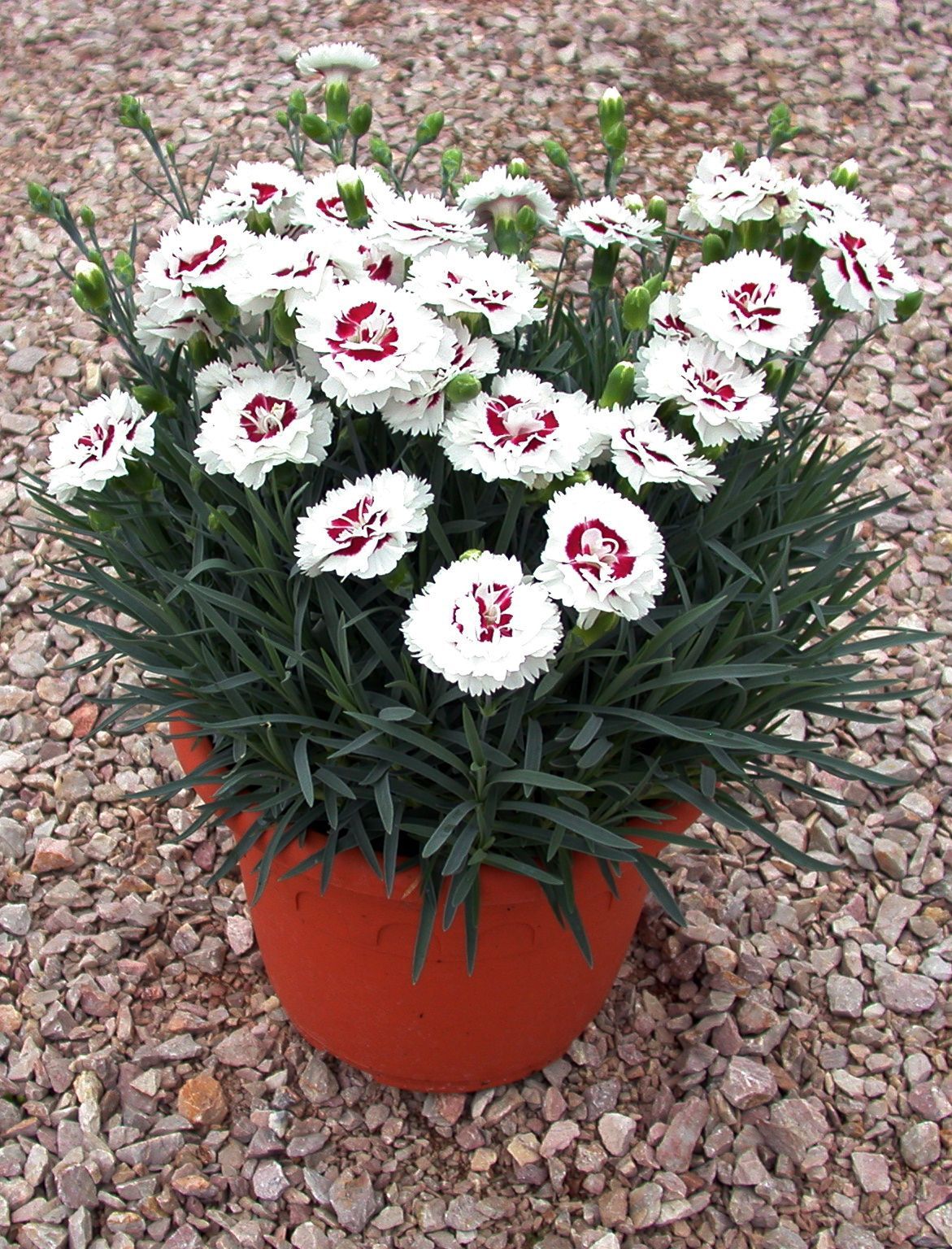 Coconut Surprise Dianthus perennial for sale in Lebanon