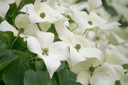 Cornus kousa Milky Way Kousa Dogwood Tree for sale in Lebanon