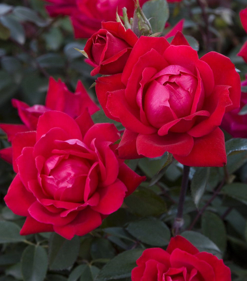 rose bush double red knockout shrub for sale in Lebanon