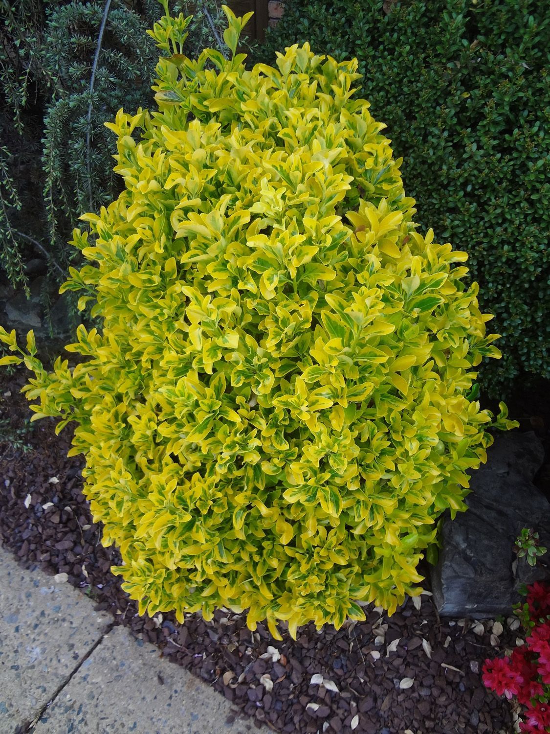 golden euonymus shrub evergreen bush for sale in Lebanon 