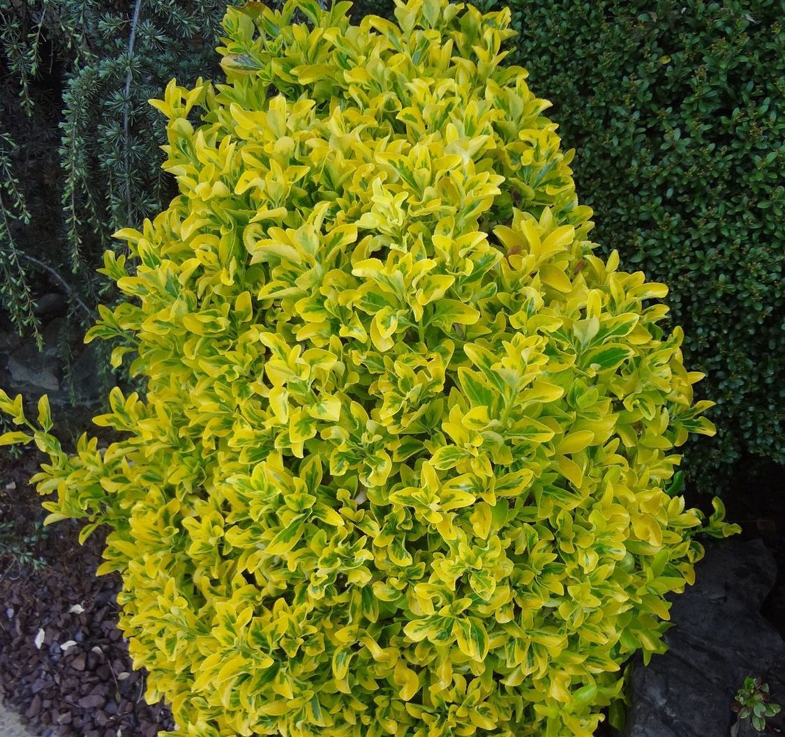 Chamaecyparis Pisifera Golden Thread Cypress