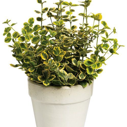 gold splash wintercreeper euonymus shrub evergreen bush for sale in Lebanon 