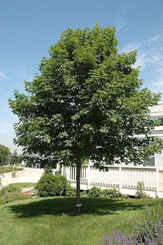 Acer saccharum Bailsta Fall Fiesta Sugar Maple Tree for sale in Lebanon