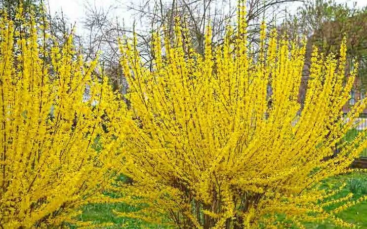 Lynwood Gold Forsythia shrub flowering bush for sale in Lebanon
