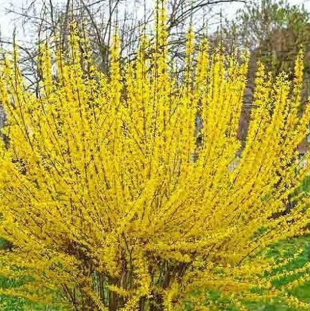 forsythia lynwood gold shrub bush