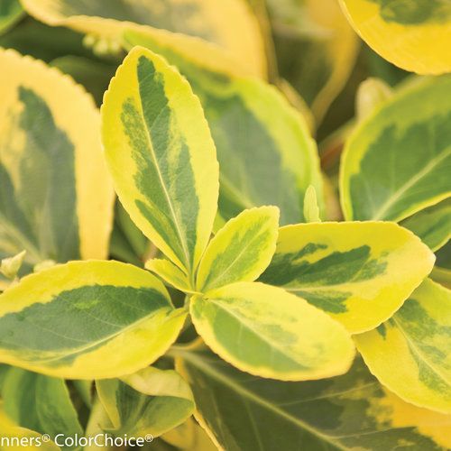 gold splash wintercreeper euonymus shrub evergreen bush for sale in Lebanon 