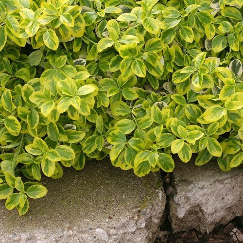 gold splash wintercreeper euonymus shrub evergreen bush for sale in Lebanon 