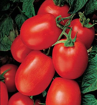 Paste Healthkick Tomato Plants for sale in Lebanon