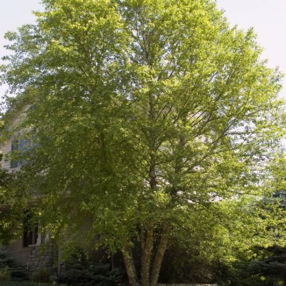 Betula nigra Cully Heritge River Birch Tree for sale in Lebanon