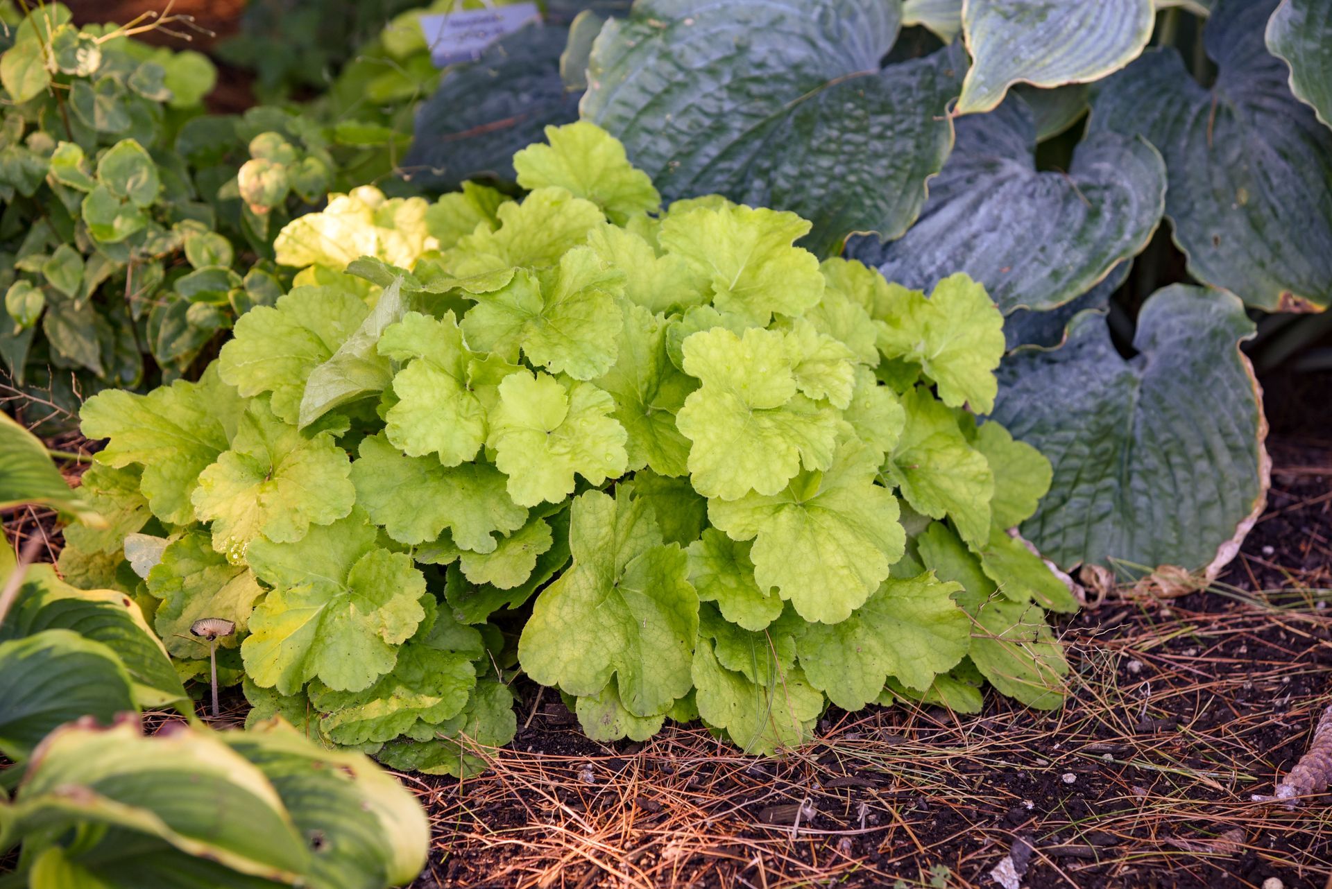 Heuchera Pistachio Ambrosia Coral Bells perennial for sale in Lebanon