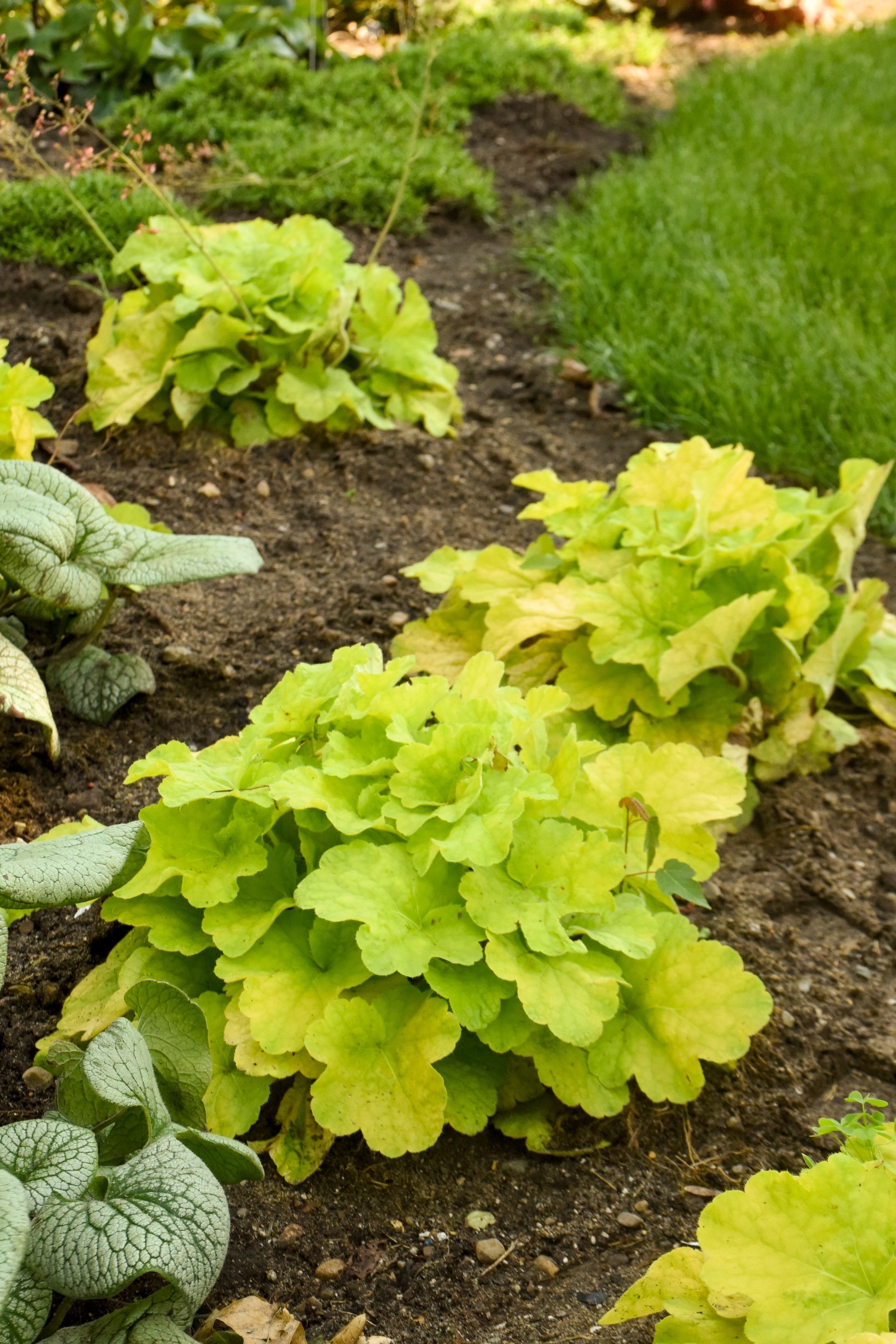 Heuchera Pistachio Ambrosia Coral Bells perennial for sale in Lebanon