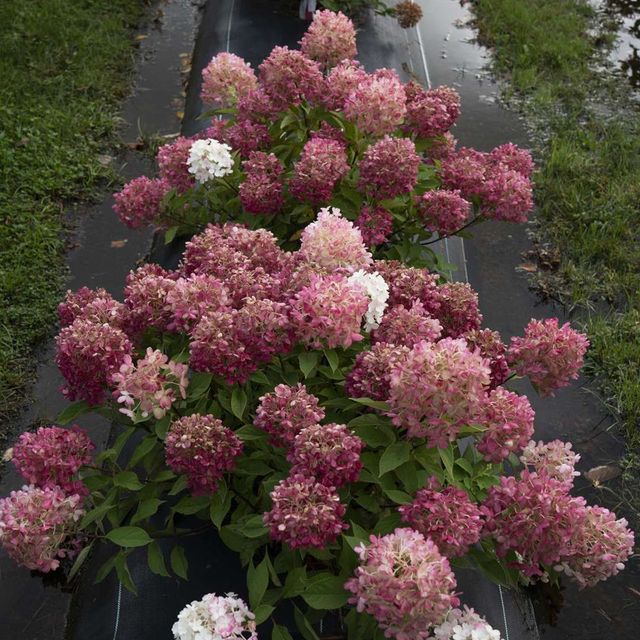Fire Light Tidbit® Hydrangea - Nolt's Garden Center