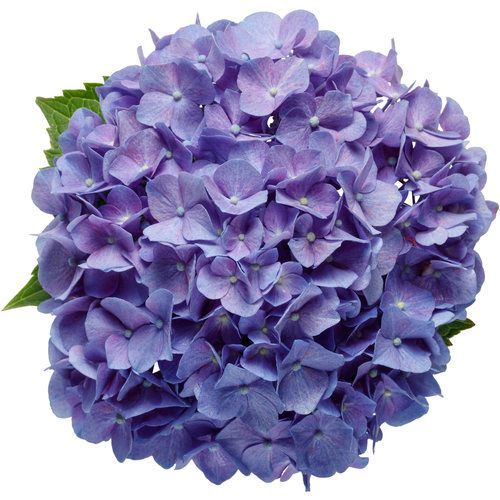 pw blue jangles lets dance Hydrangea Shrub dwarf flowering bush for sale in Lebanon