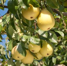 Keiffer Pear tree fruit tree for sale in Lebanon