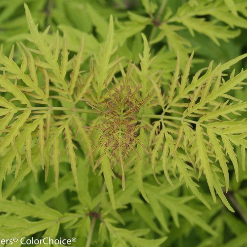 Lemony Lace Elderberry Sambucus  Shrub flowering bush for sale in Lebanon