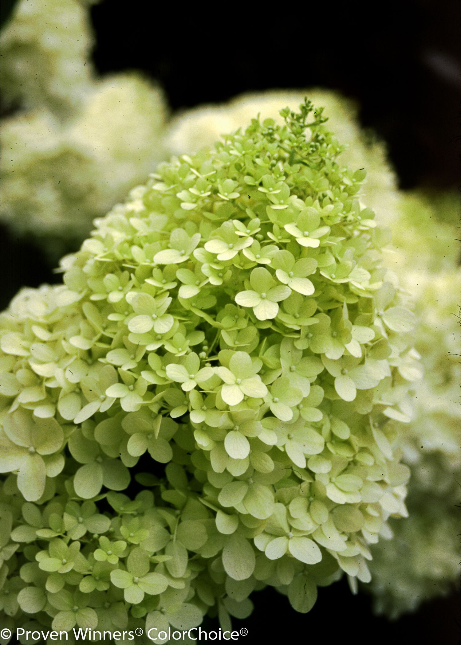 Panicle Limelight Hydrangea Tree for sale in Lebanon