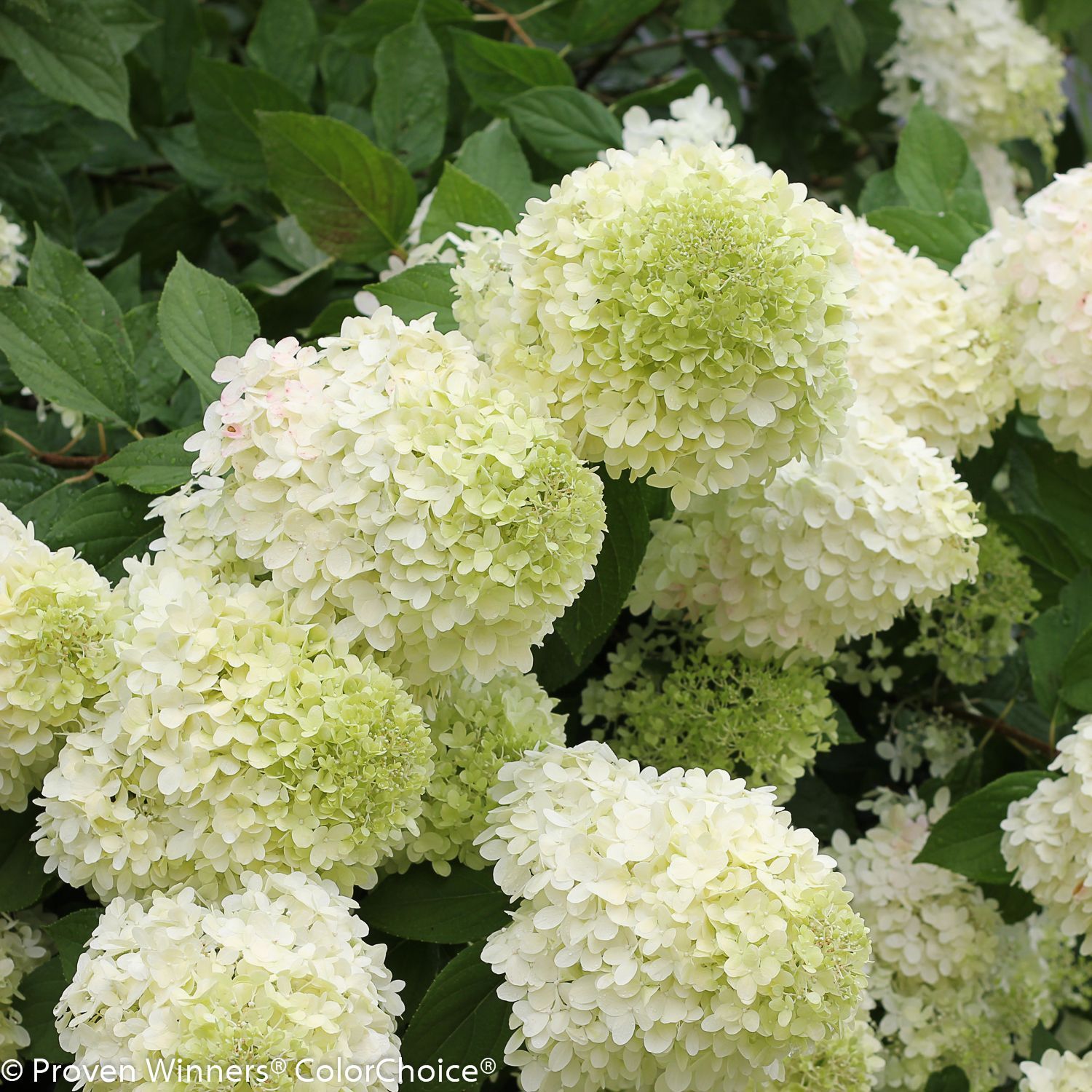 Panicle Limelight Hydrangea Tree for sale in Lebanon