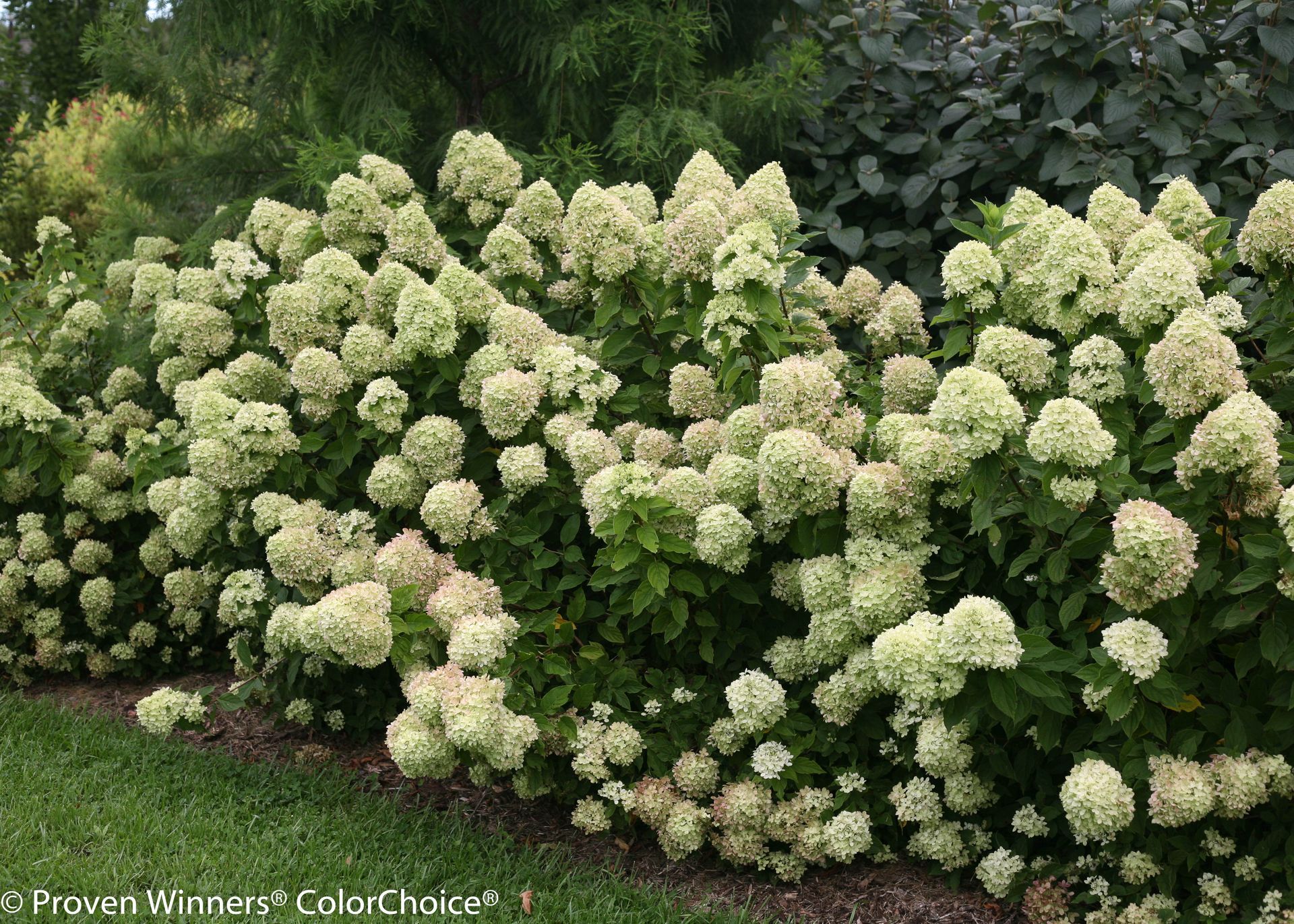 Panicle Little Lime Hydrangea Shrub dwarf flowering bush for sale in Lebanon