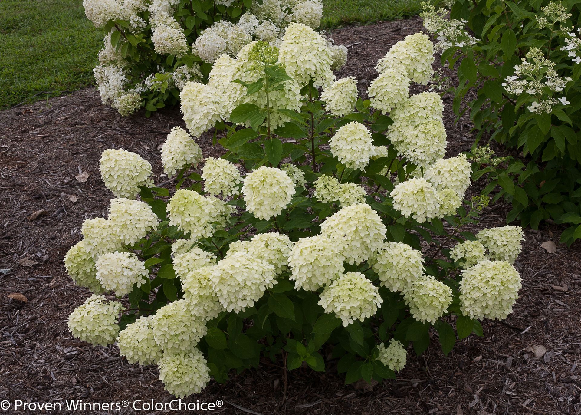 Panicle Little Lime Hydrangea Shrub dwarf flowering bush for sale in Lebanon