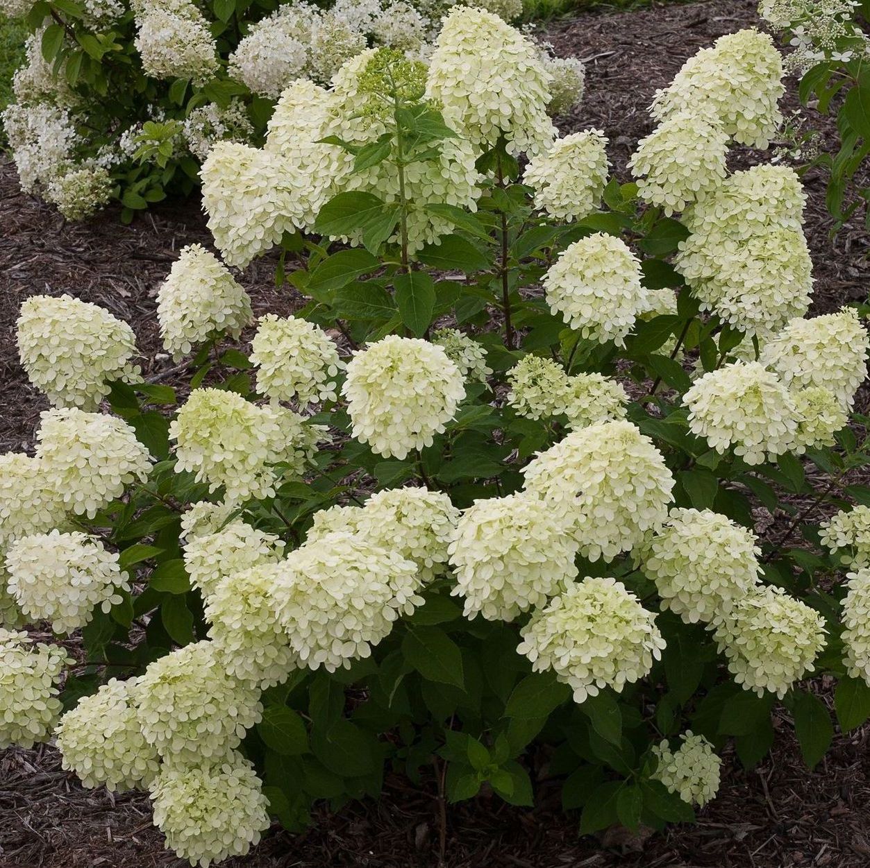 hydrangea macrophylla panicle dwarf puffer fish shrub bush 