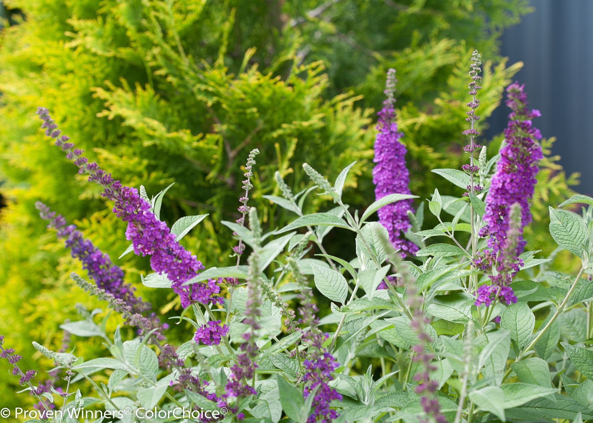 Buddleia Miss Violet Butterfly Bush flowering shrub for sale in Lebanon