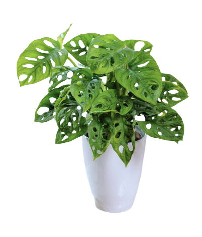 Monstera Adansonii Monster Mash indoor houseplant for sale in Lebanon