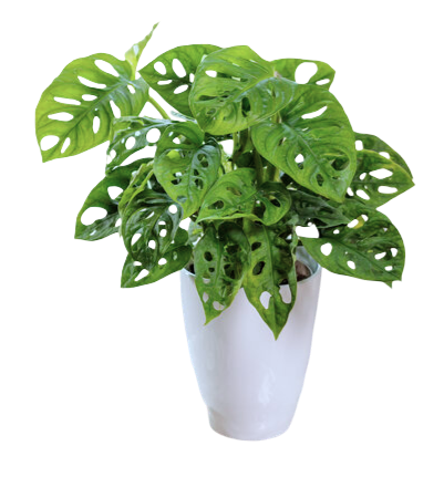 Monstera Adansonii Monster Mash indoor houseplant pw leafjoy for sale in Lebanon