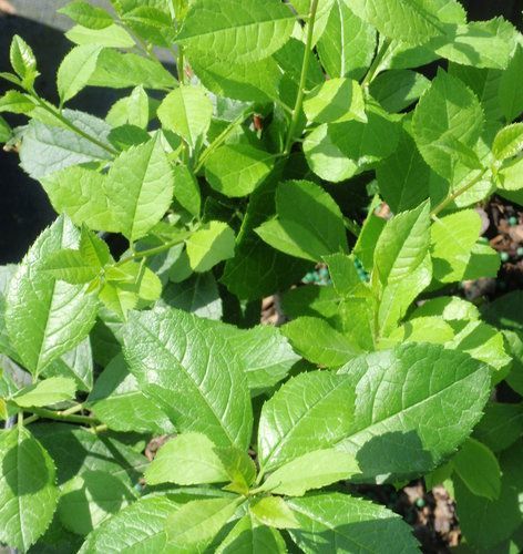 winterberry mr. poppins male  Holly bush shrub Ilex 