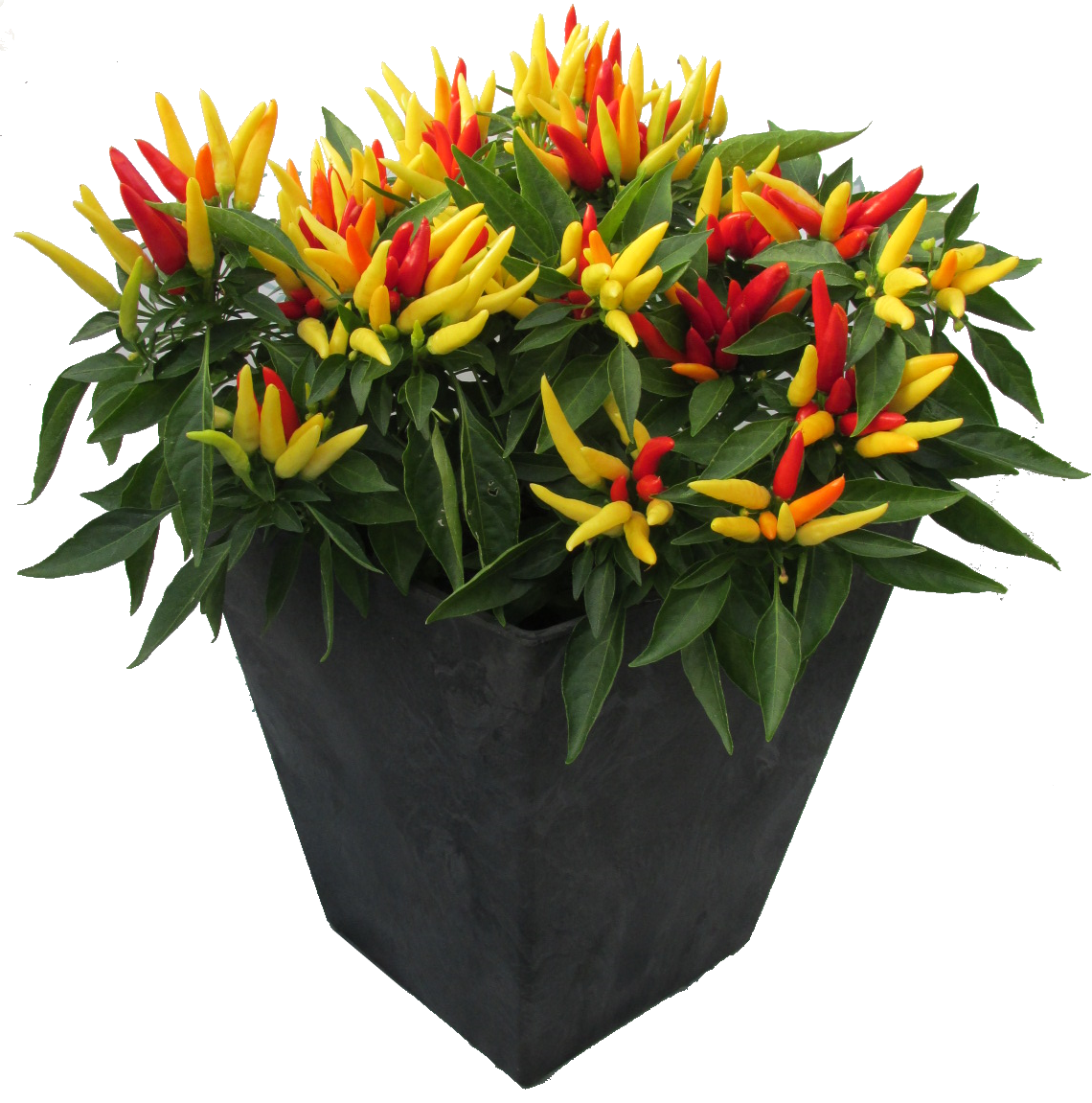 ornamental peppers